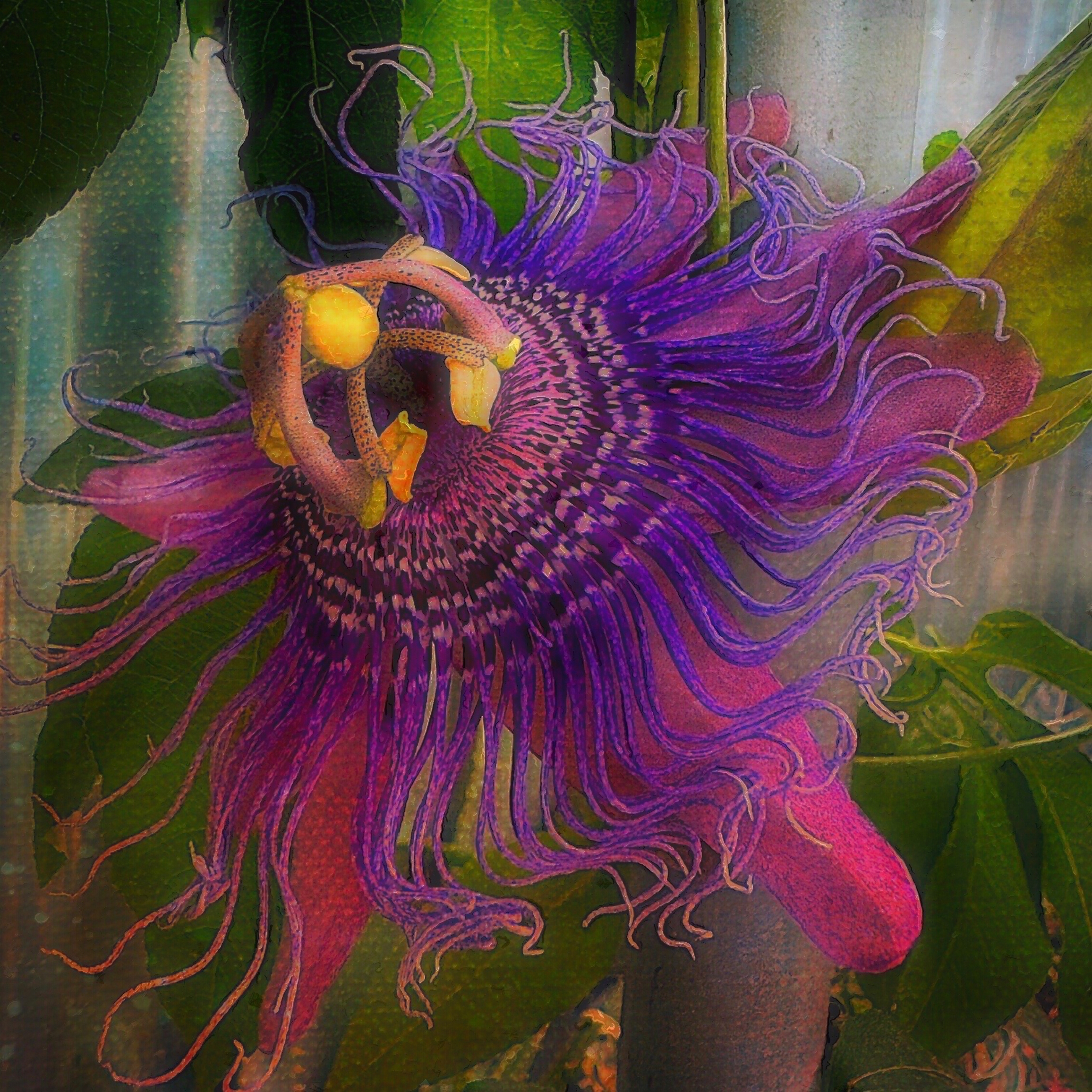 Barbara duBois – Passion Flower