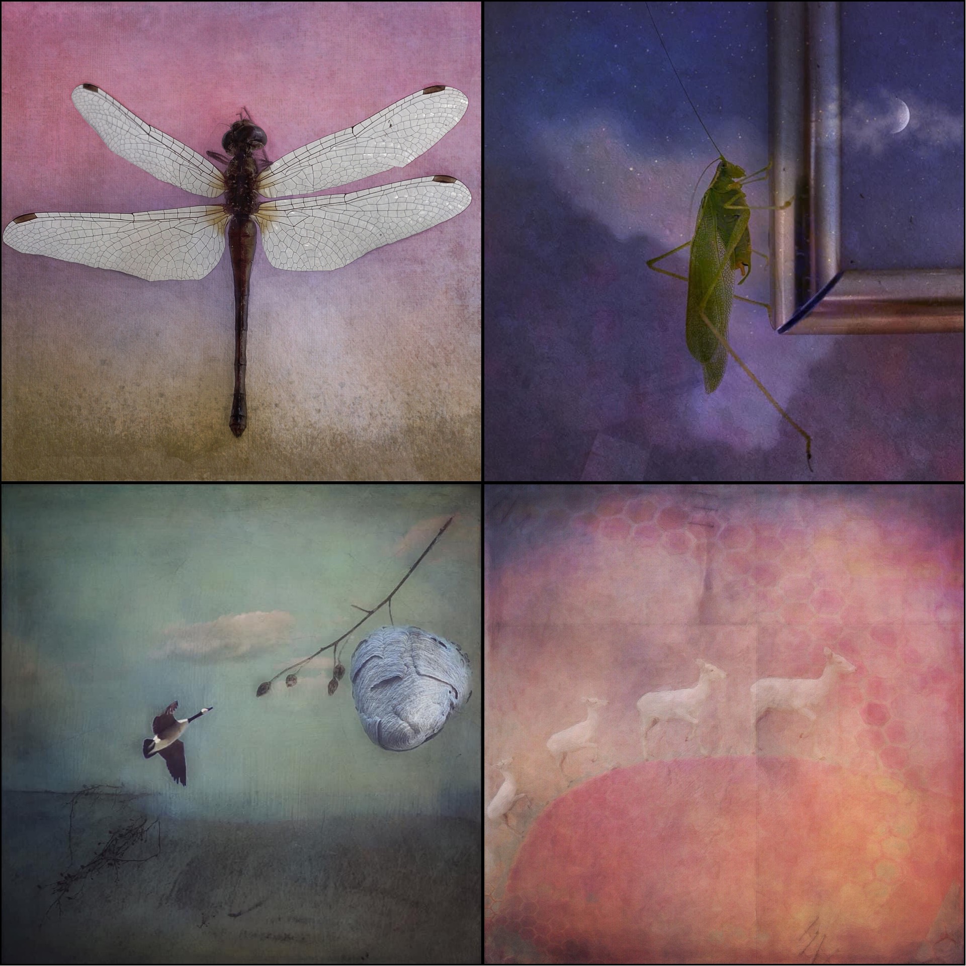 Barbara duBois - Fauna