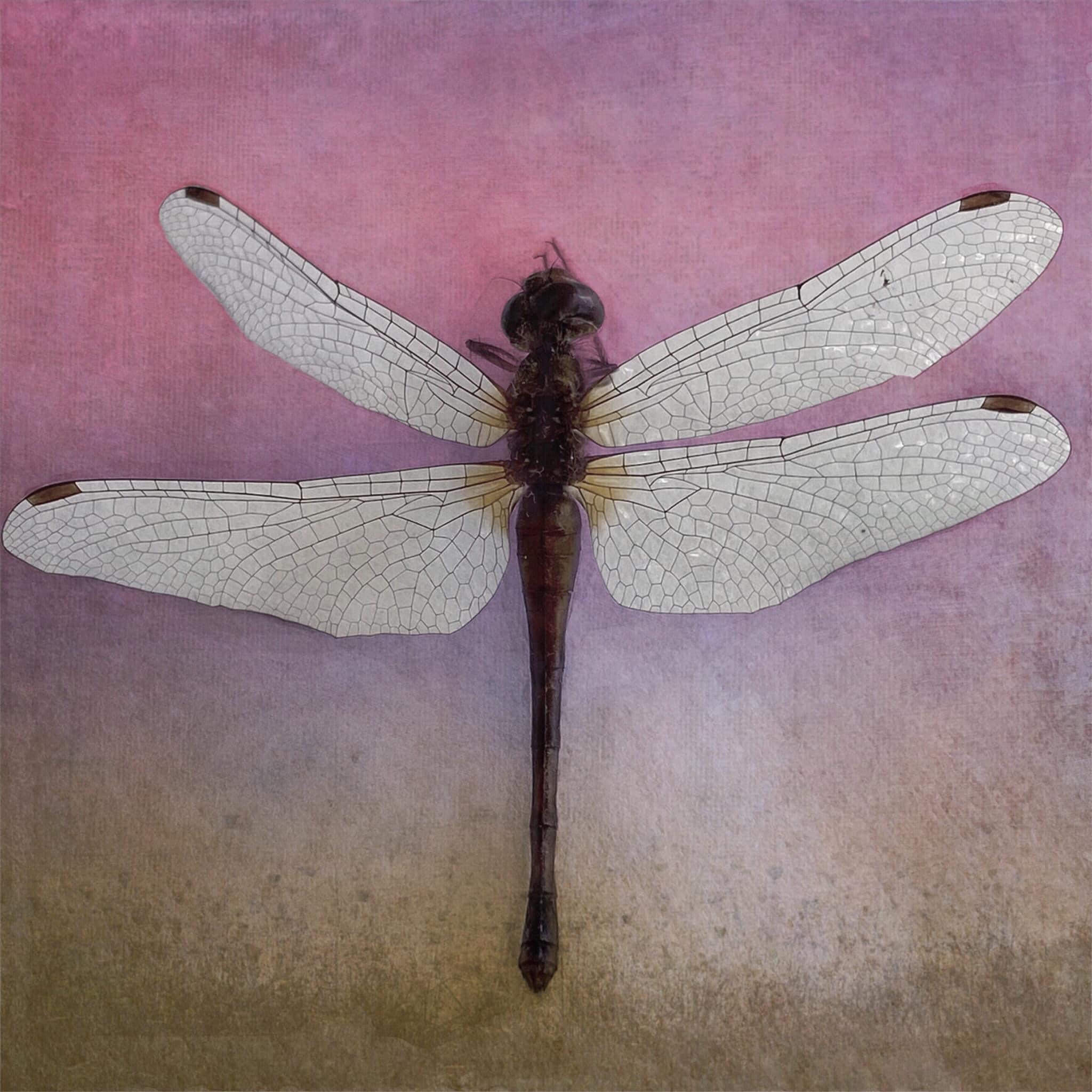 Barbara duBois - a dragonfly lands on a stranded paper boat... summer's end — Polona Oblak 2022