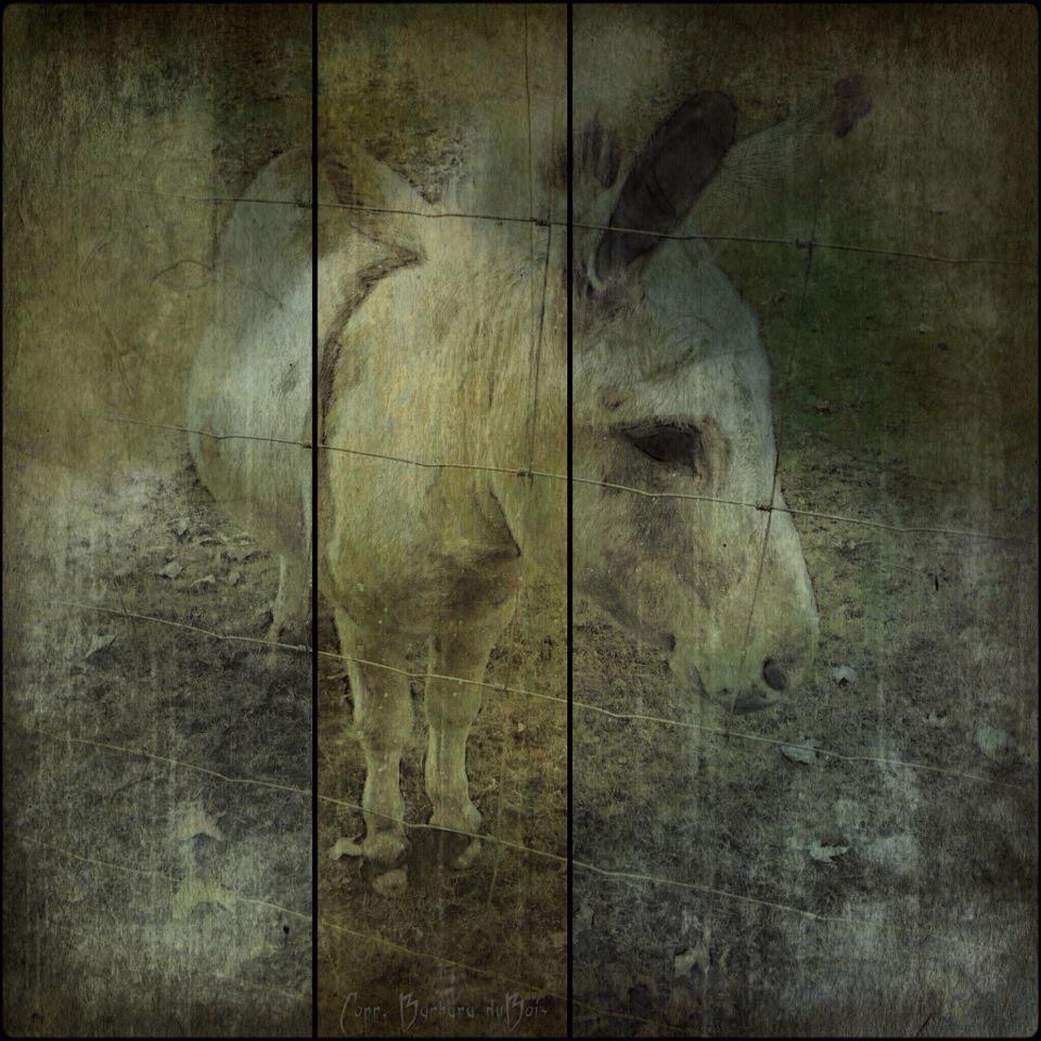 Barbara duBois – Cute Ass (2012)