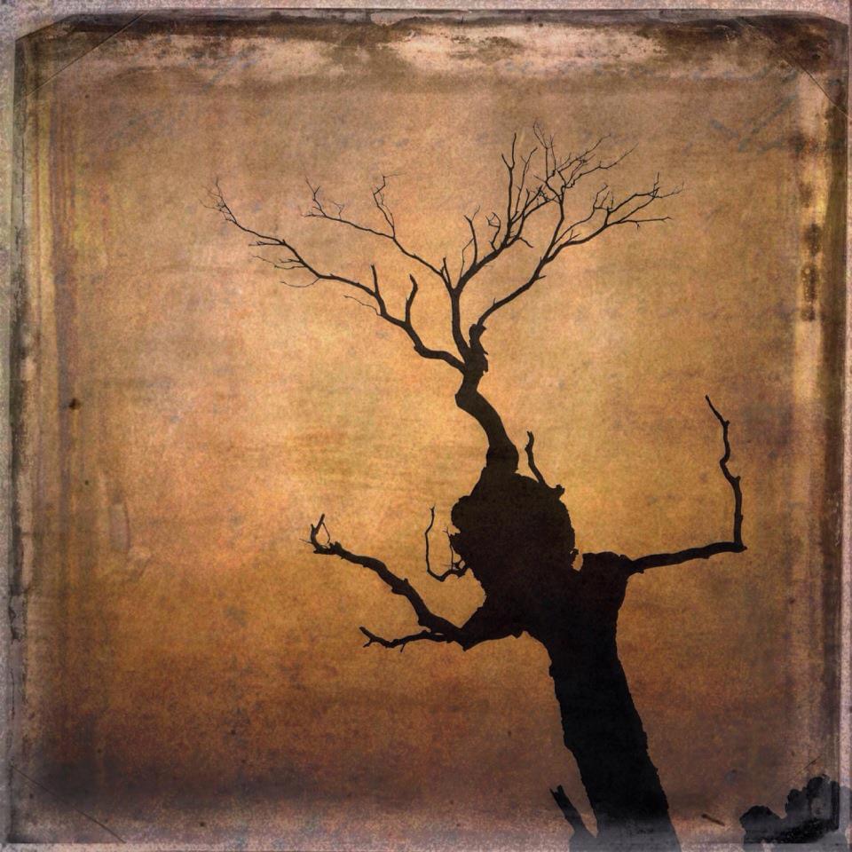 Barbara duBois - "Does a dragon still sing from within a withered tree?" Zen Master Dogen (2012)