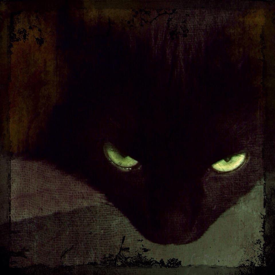 Barbara Dubois - Herbie Cat