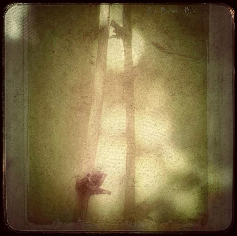 Barbara Dubois – Bamboo (2013)