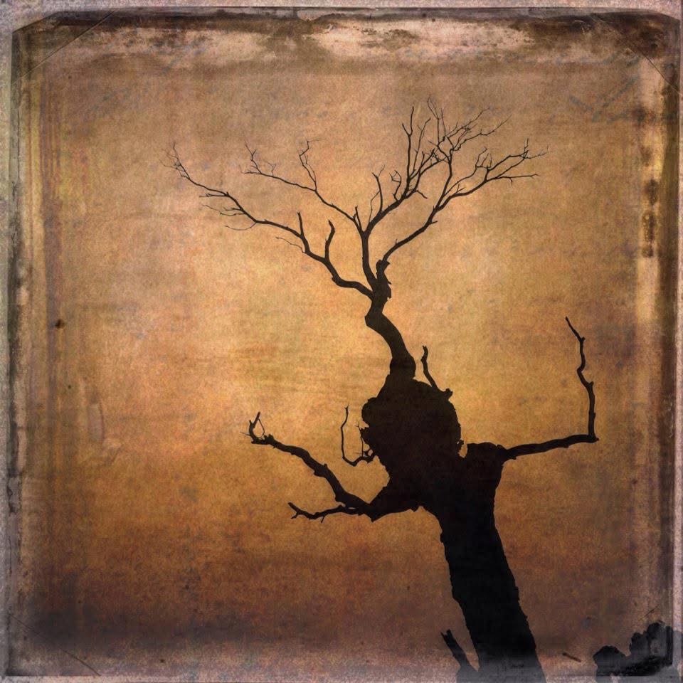 Barbara Dubois – “Does a dragon still sing from within a withered tree?” Zen Master Dogen (2012)