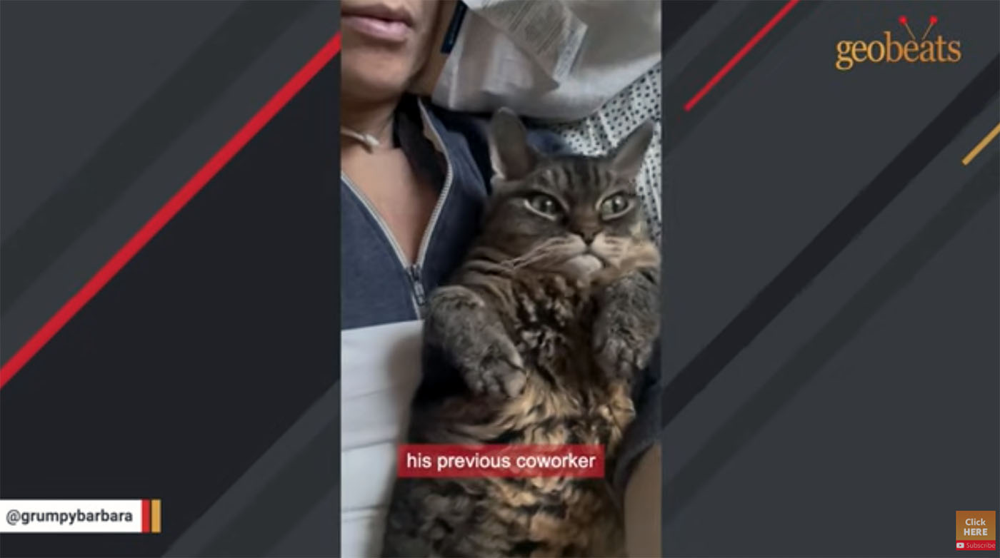 [votd] Love Conquers All, Kitty Version