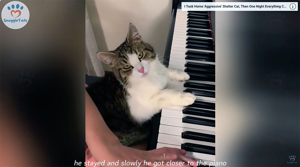 Zlatko Loves Music