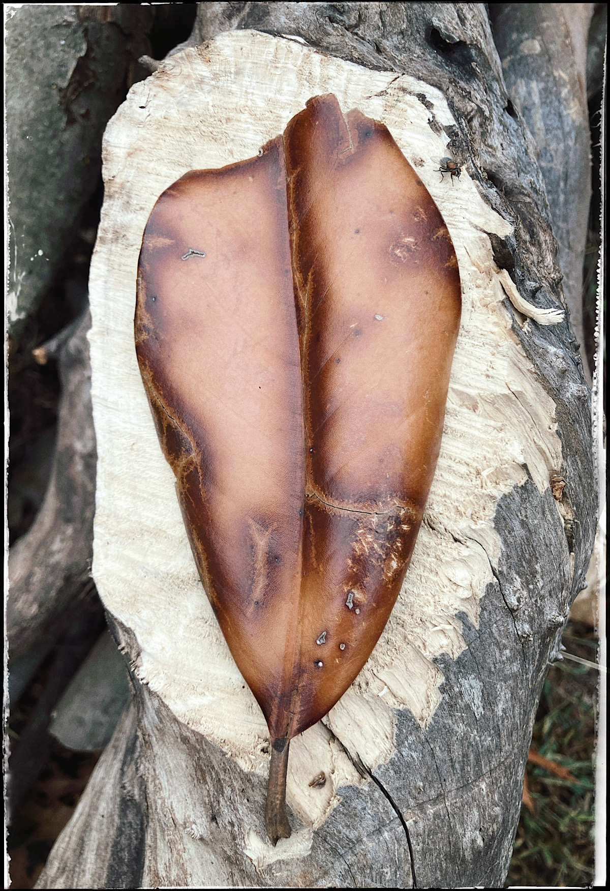 Wendell Peek - Magnolia, you sweet thing…