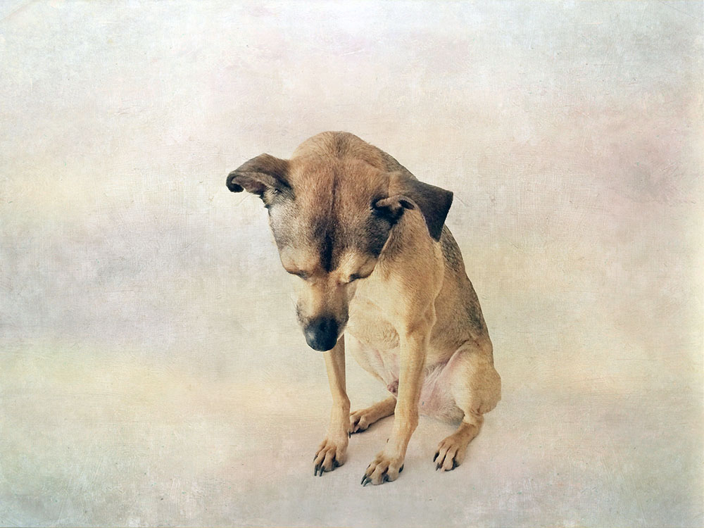 Meg Greene Malvasi—Lost