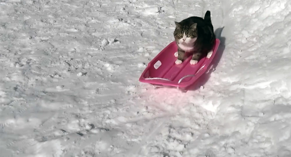 そりとねこ。-The sled and Maru.-
