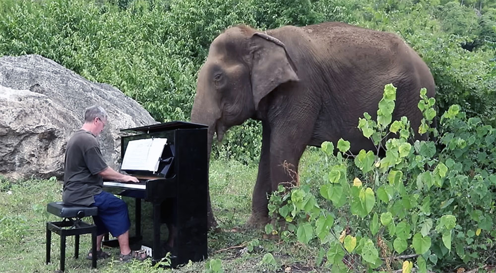 Debussy “Clair de Lune” on Piano for 80 Year Old Elephant