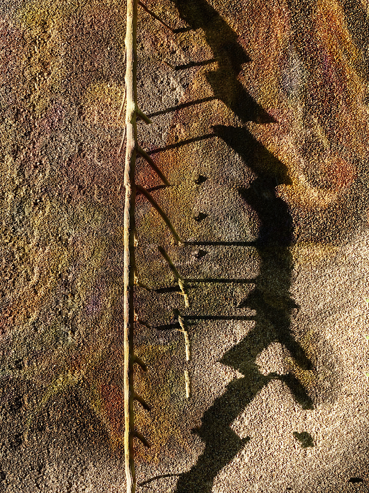 Wendell Peek - If Moths Could Write