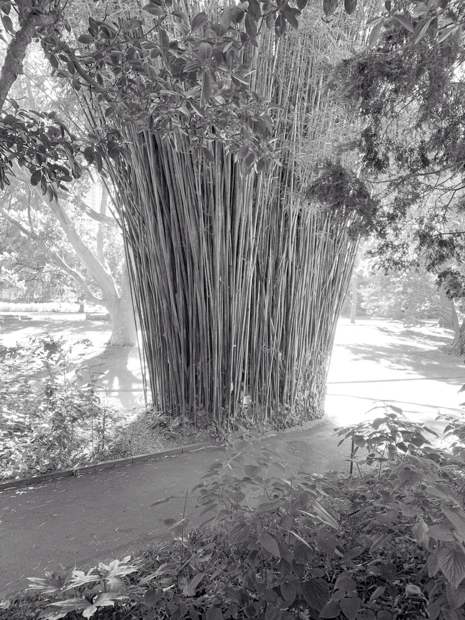 Damian De Souza – He said, let there be light …..