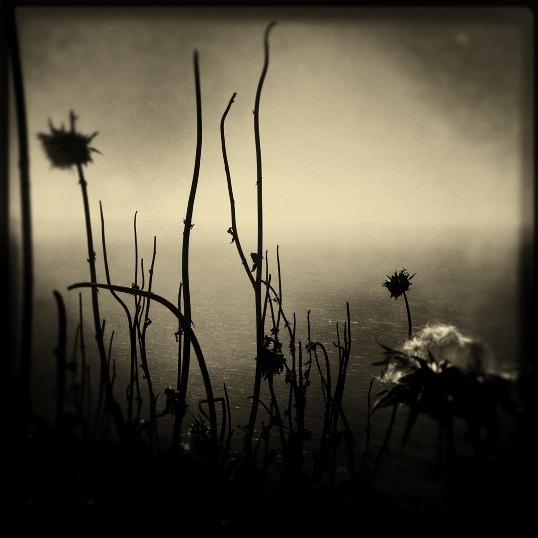 Lynda Martin ~ Reaching For Infinity