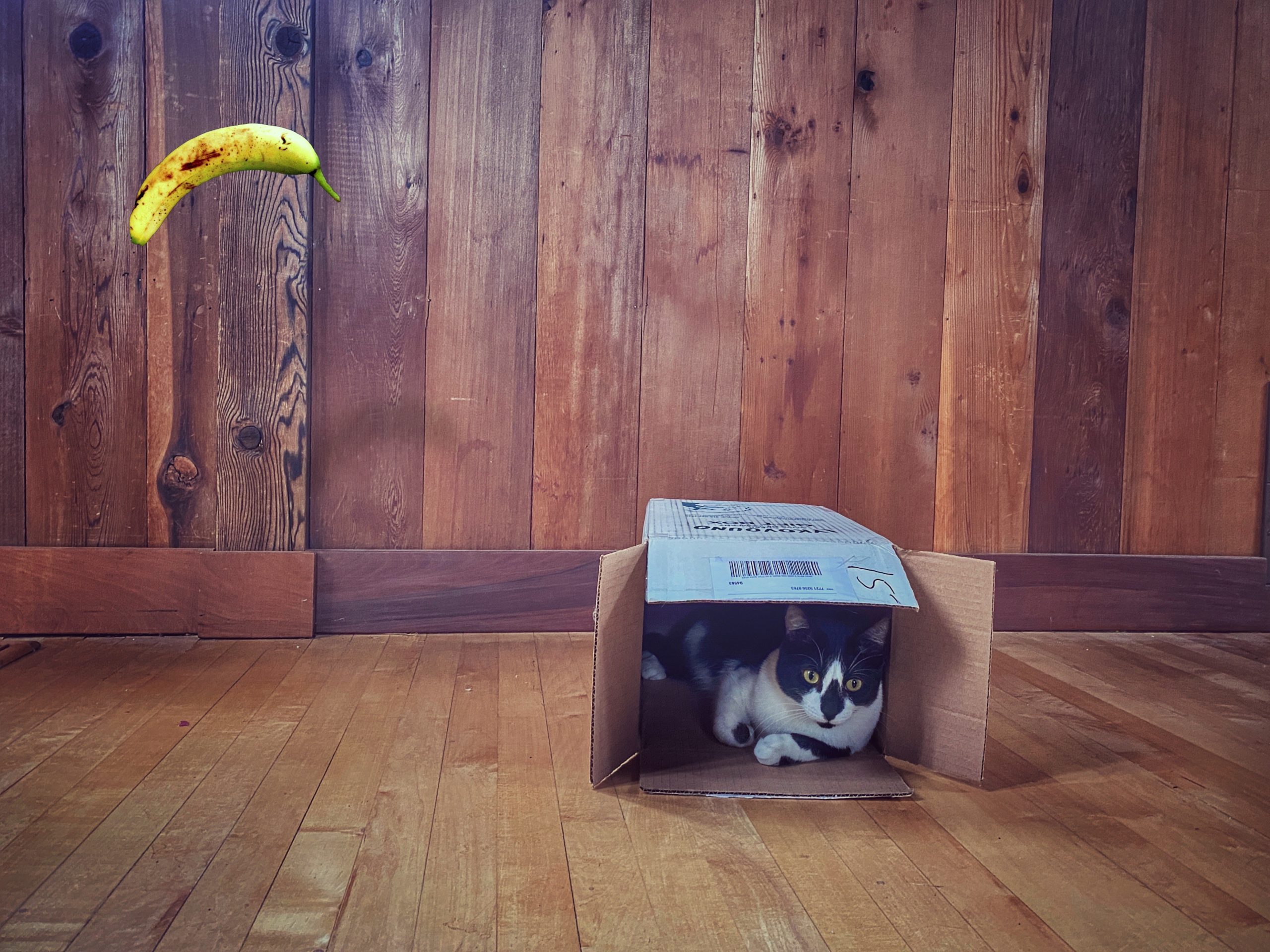 Monkey Blue in a cardboard box