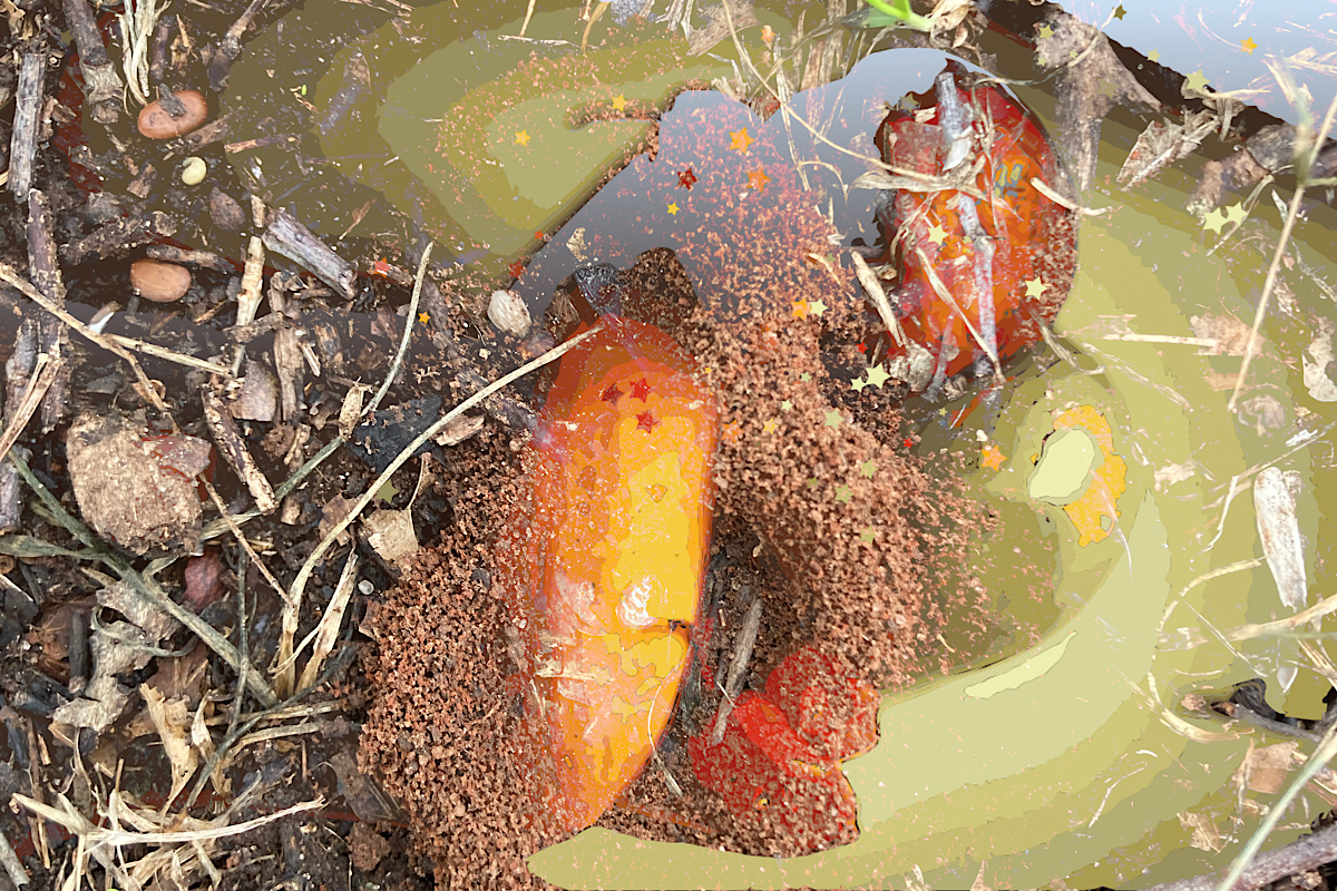 Wendell Peek - Still life with stars