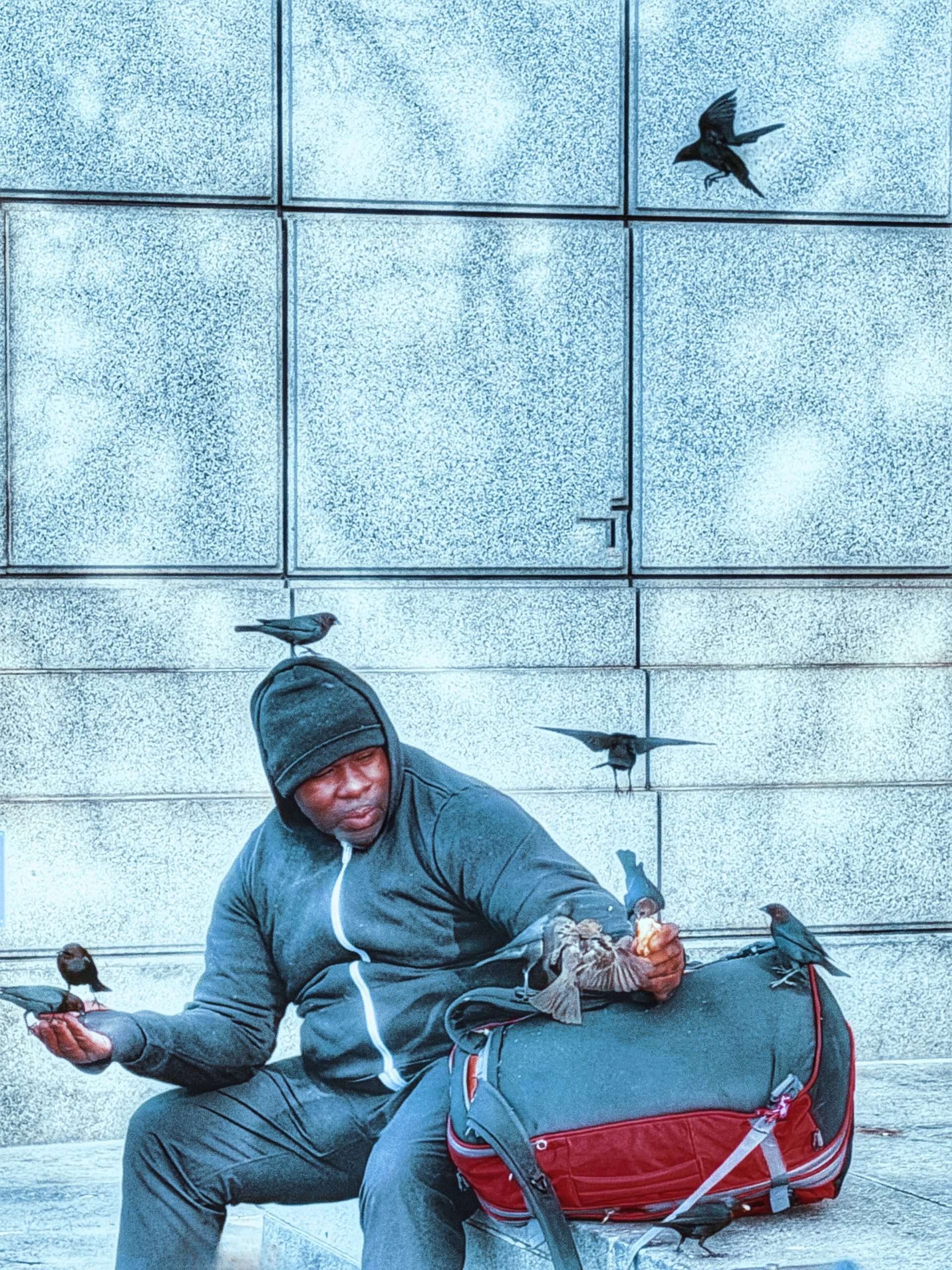 Knox Bronson – The Birdman of San Francisco