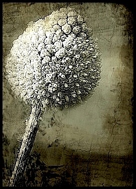 Queenie  – Seeds of Time