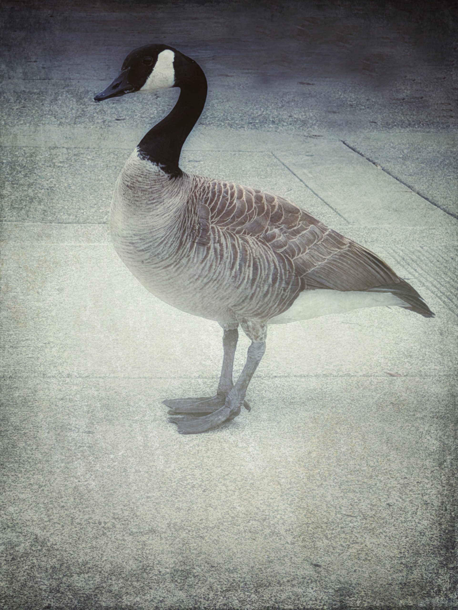Knox Bronson - And the pantalooned duck white gooseneck quacked